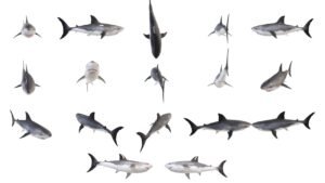 3D Shark Model Download in PowerPoint