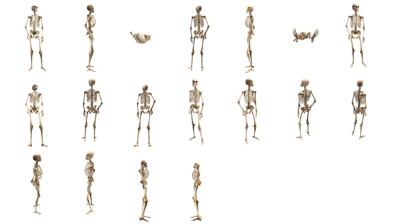 3D Skeleton Model in PowerPoint