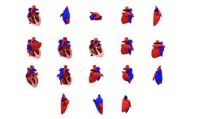 3D heart Model