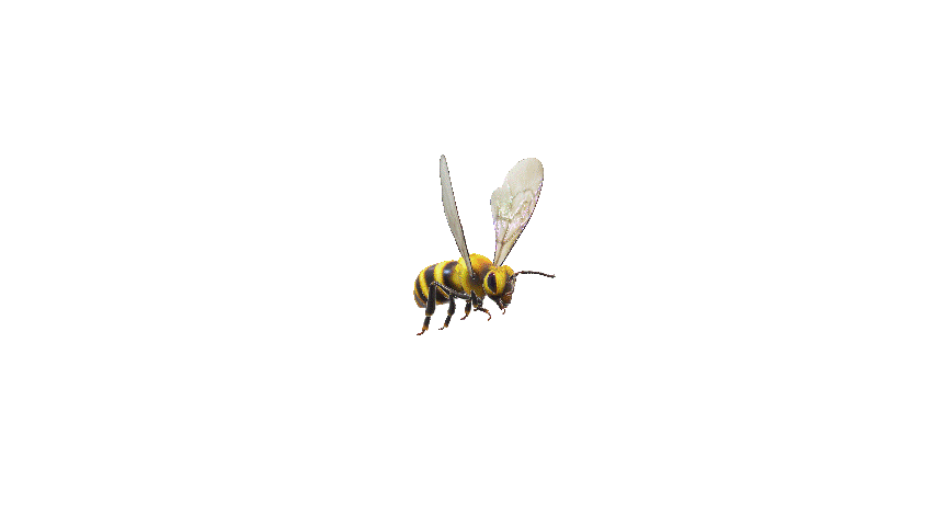 3D Bee Model Animated PowerPoint - Scene 1