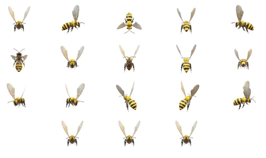 3D Bee Model Animated PowerPoint Template