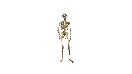3D Skeleton Model PowerPoint GIF - Scene 1